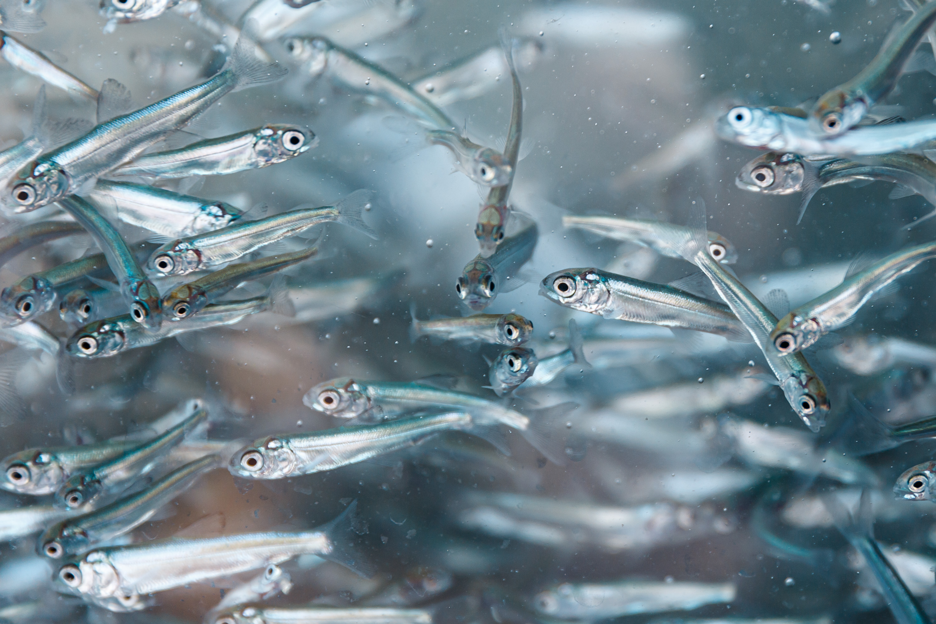 Выпуск молоди муксуна: ООО «КАТКонефть» с заботой о природе и экологии